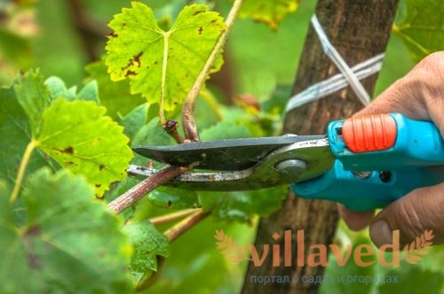 Обрезка винограда весной: преимущества, сроки, схемы и способы, обрезка после повреждения морозами