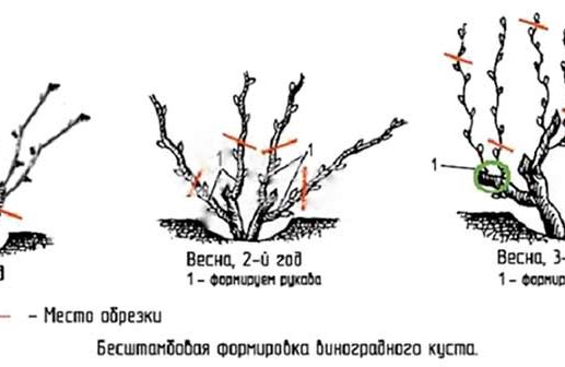 Обрезка винограда весной: преимущества, сроки, схемы и способы, обрезка после повреждения морозами