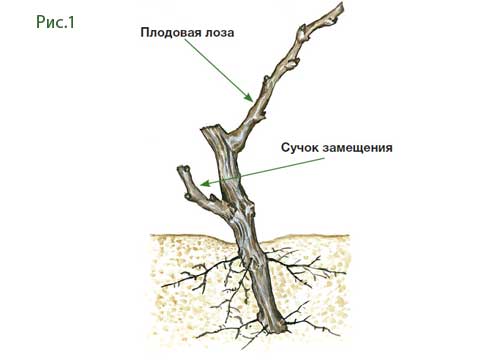Обрезка винограда весной: преимущества, сроки, схемы и способы, обрезка после повреждения морозами