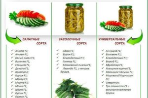 Огурец адам f1: характеристика, достоинства сорта, особенности выращивания, посадка семян на рассаду, уход, отзывы