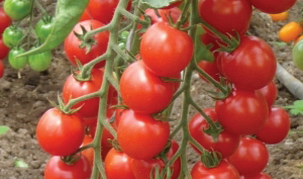 Описание и характеристика томатов сорта «карамель»