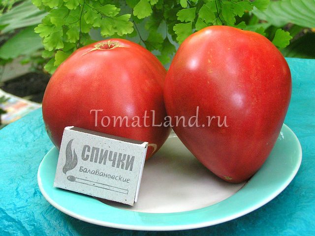 Описание и характеристики популярного в россии сорта томатов «фатима»