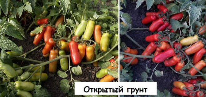 Описание и выращивание томата «жигало»
