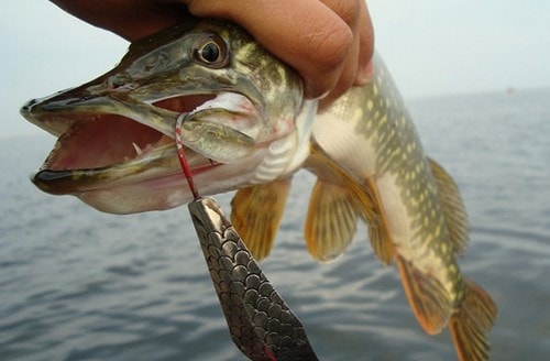 Осенний жор щуки