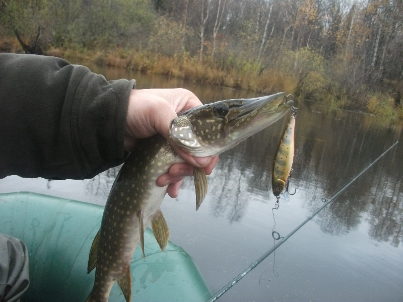 Осенний жор щуки