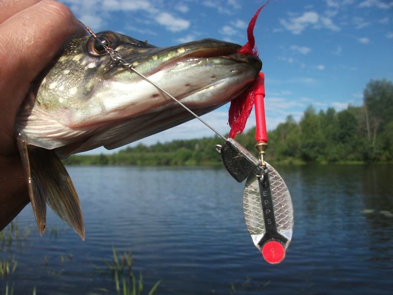 Осенний жор щуки