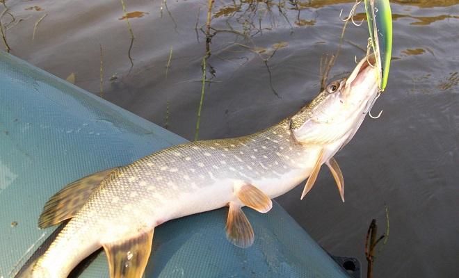 Осенний жор щуки