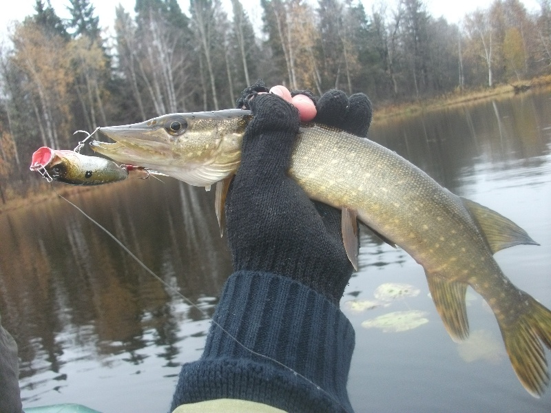 Осенний жор щуки
