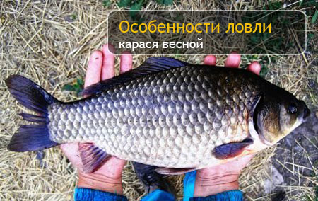 Особенности ловли карася весной