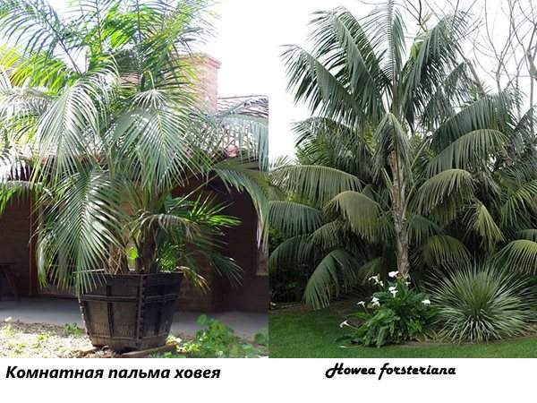 Пальма комнатная (39 фото): виды домашней декоративной, с перистыми листьями растения, похожие разновидности, название цветка