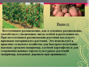 Персик: описание, популярные сорта, вегетативное, семейное размножение, правила и схема посадки, особенности ухода, защитные мероприятия
