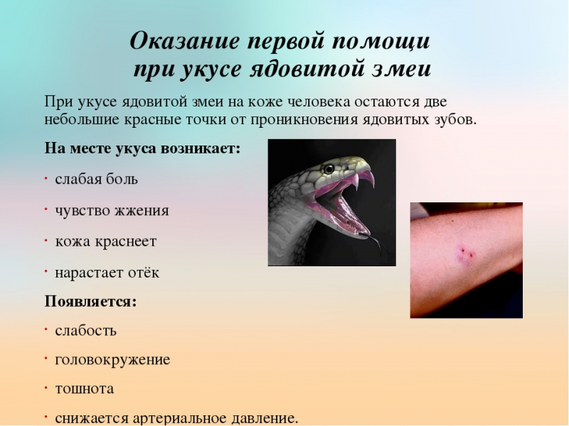Первая помощь при укусе ядовитой змеи: что делать при укусе змеи?