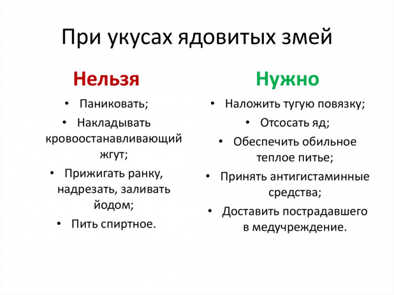 Первая помощь при укусе ядовитой змеи: что делать при укусе змеи?