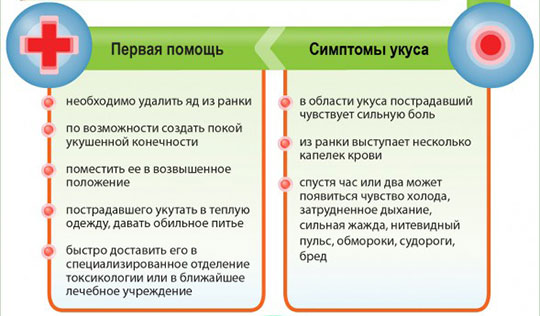 Первая помощь при укусе ядовитой змеи: что делать при укусе змеи?