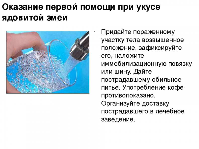 Первая помощь при укусе ядовитой змеи: что делать при укусе змеи?
