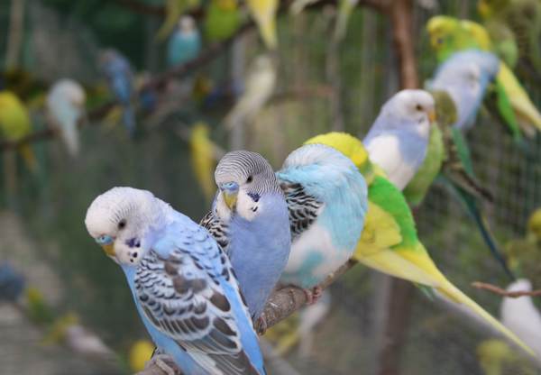 Почему попугай называется попугаем