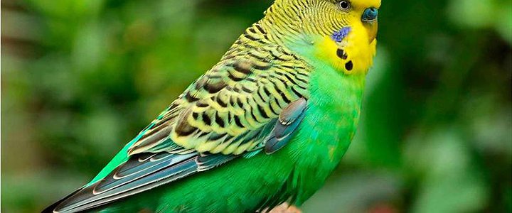 Почему попугай называется попугаем