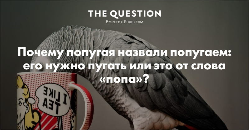 Почему попугай называется попугаем