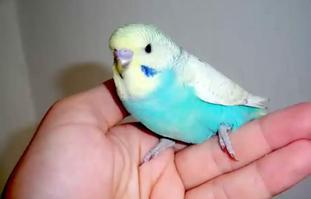 Почему попугай называется попугаем