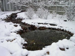 Подготовка декоративного водоема к зиме: этапы работы, что делать с растениями и жителями водоема