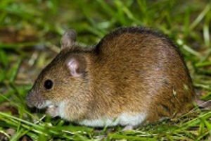 Полевые мыши