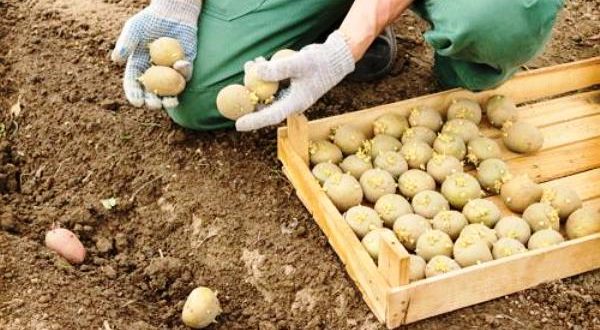 Посадка картофеля в 2018 году: сроки для разных регионов, по лунному календарю, когда начинать проращивать, способы проращивания