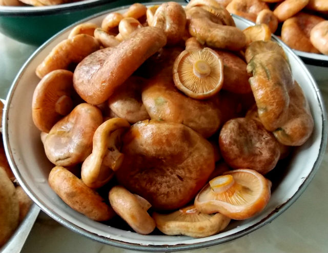 Пошаговый рецепт маринованных рыжиков: с картинками, как готовить, грибы, блюда, соленые, салат, на зиму, дома, фото и видео