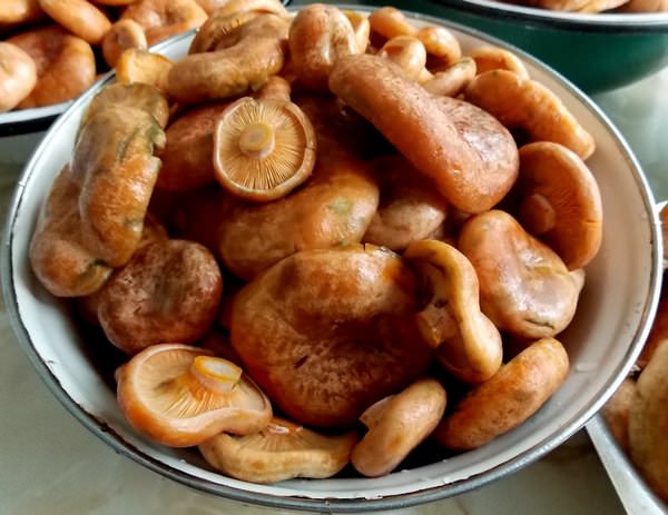 Пошаговый рецепт маринованных рыжиков: с картинками, как готовить, грибы, блюда, соленые, салат, на зиму, дома, фото и видео