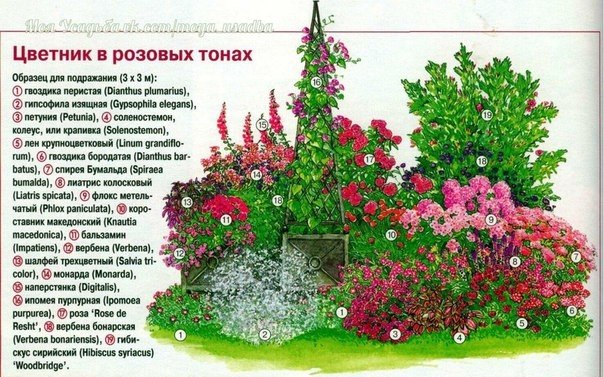 Правила сочетания цветов и растений при составлении ландшафтных композиций