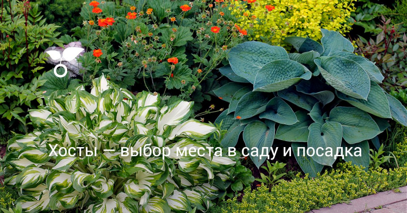 Пряный сад: выбор места и растений
