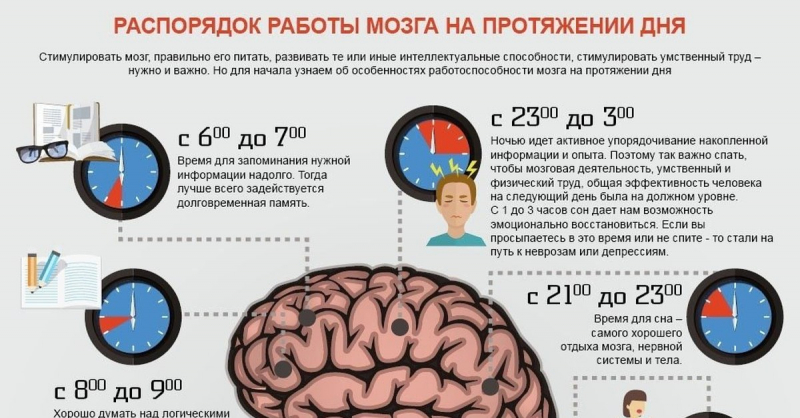 Распорядок работы мозга на протяжении дня