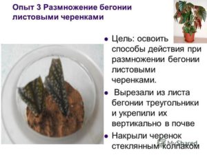 Размножение бегонии: черенками, семенами, клубнями, детками, листом, цветущей, сроки, технология, пошаговая инструкция, уход после посадки