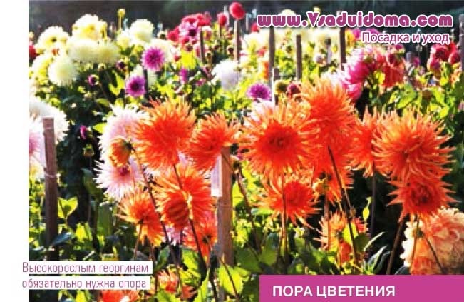 Размножение георгин клубнями: когда доставать из хранилища, как восстановить вялые, поврежденные