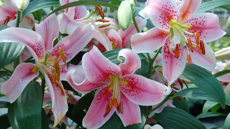 Размножение лилий: чешуйками, луковицами, детками, бульбочками, сроки, правила, подходящие сорта, возможные ошибки