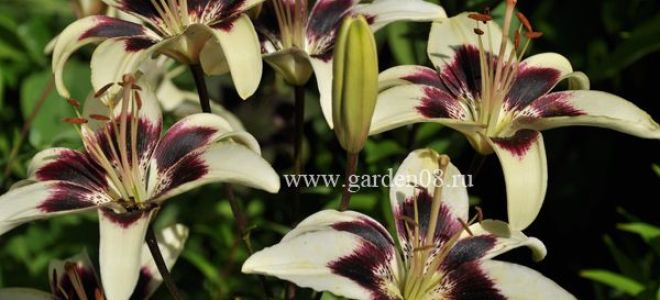 Размножение лилий: чешуйками, луковицами, детками, бульбочками, сроки, правила, подходящие сорта, возможные ошибки