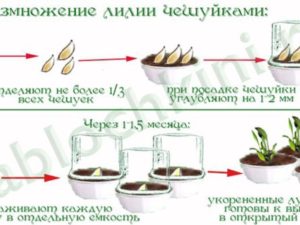 Размножение лилий: чешуйками, луковицами, детками, бульбочками, сроки, правила, подходящие сорта, возможные ошибки