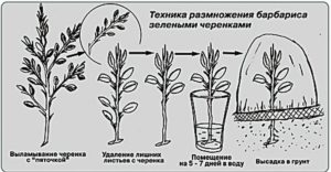 Размножение можжевельника: семенами, черенками, отводками, делением, технология, особенности ухода после рассаживания