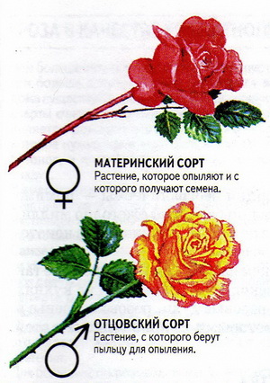 Размножение роз черенками летом и весной, окулировка, семенами, отводками