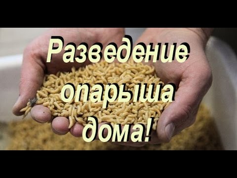 Разведение опарышей в домашних условиях