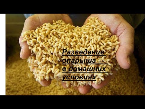 Разведение опарышей в домашних условиях