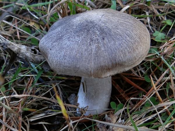 Рядовки: грибы, рецепты приготовления, маринованные, солить, фиолетовая, серая, степные, синеножки, на зиму, тополиная, фото и видео