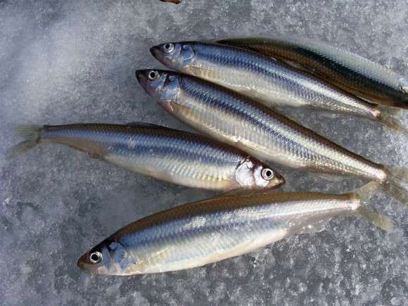 Рыба корюшка