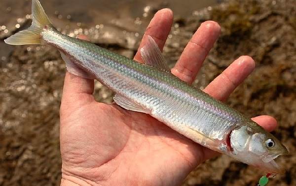 Рыба корюшка