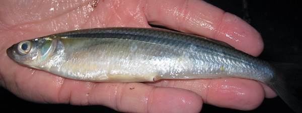 Рыба корюшка