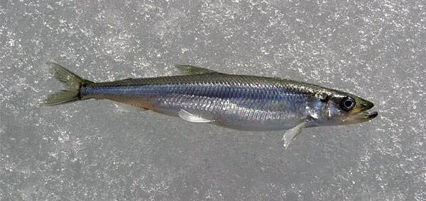 Рыба корюшка