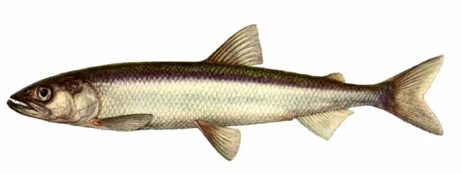 Рыба корюшка