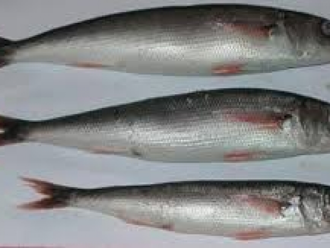 Рыба красноглазка