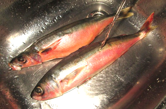 Рыба красноглазка