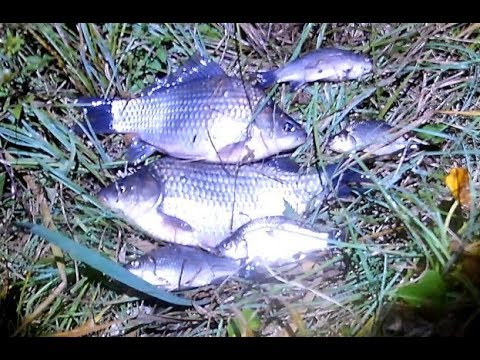 Рыбалка на карася в сентябре