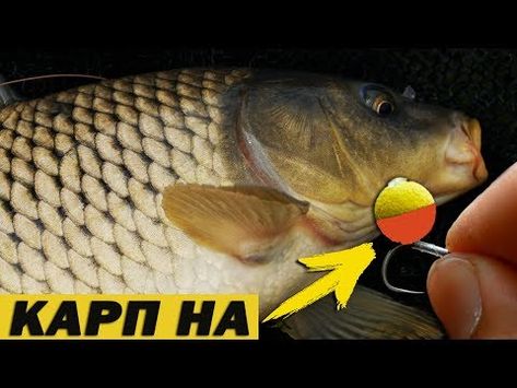 Рыбалка на карпа летом
